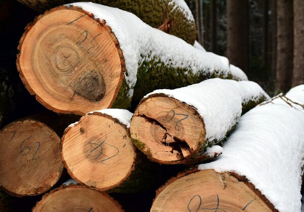 Bild vergr&ouml;&szlig;ern: Wald und Forst
