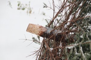 Bild vergr&ouml;&szlig;ern: Entsorgung Weihnachtsbäume