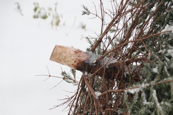 Entsorgung Weihnachtsbäume