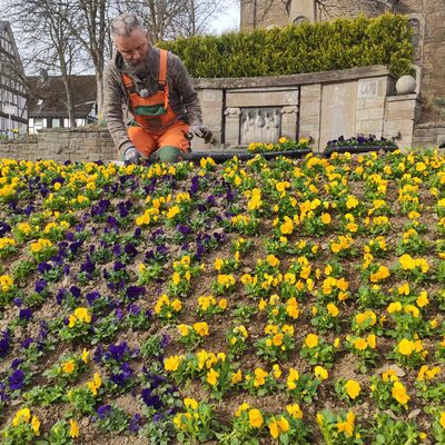 Bild vergr��ern: Martin Roth, G�rtner mit Schwerpunkt Zierpflanzenbau, sorgt beim st�dtischen Baubetriebshof daf�r, dass jede Blume am richtigen Platz sitzt.