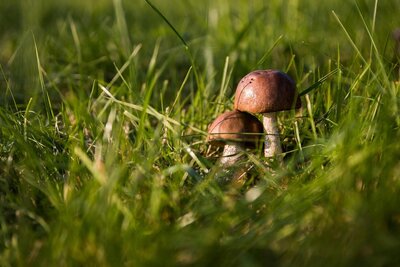 Bild vergr��ern: Pilze des Siegerlandes