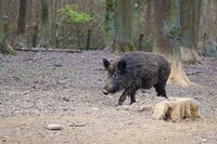 Symbolfoto Afrikanische Schweinepest