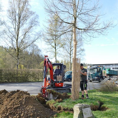 Bild vergr&ouml;&szlig;ern: Baumumzug Vormwald