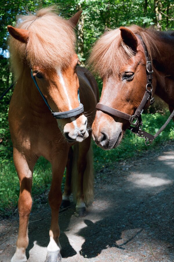 Bild vergr&ouml;&szlig;ern: Ponyzauber_Herbst